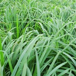 Citronella Essential Oil