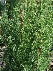 Cypress Essential Oil