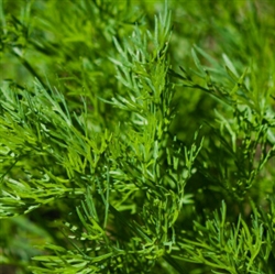 Dill Essential Oil