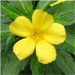 Damiana Extract - Water Based