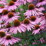 Echinacea Extract - Water Based