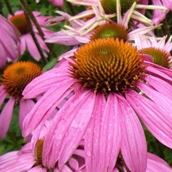 Echinacea Extract - Water Based