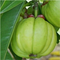 Garcinia Cambogia Extract