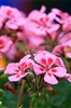 Geranium - Rose Essential Oil