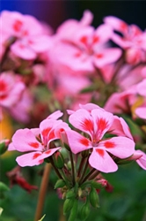 Geranium - Rose Essential Oil