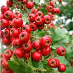 Hawthorn Berry Extract - Water Based