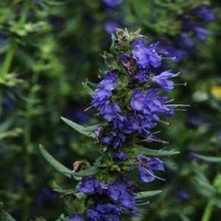 Hyssop Essential Oil