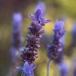 Lavender Essential Oil