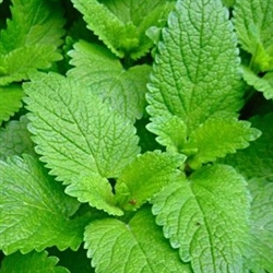 Lemon Balm Leaf CS