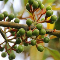 Litsea Cubeba Essential Oil