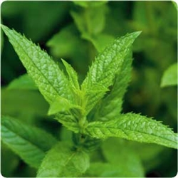 Peppermint Leaf Extract - Water Based