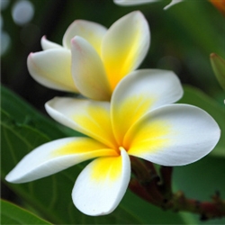 Plumeria Aroma - Oil Based