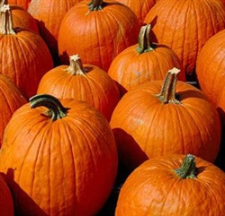 Pumpkin Seed Extract - Water Based
