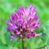 Red Clover Extract - Water Based