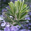 Rosemary Extract - Water Based