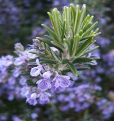 Rosemary Essential Oil