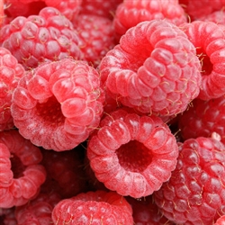 Raspberry Aroma - Oil Based