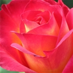 True Rose Aroma - Oil Based