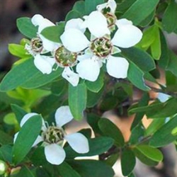 Tea Tree - Lemon Essential Oil