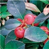 Wintergreen Essential Oil