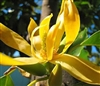 Ylang Ylang Essential Oil