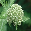 Yarrow Essential Oil