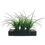 Laura Ashley Green Grass in Contemporary Wood Planter