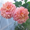 Alchymist roses