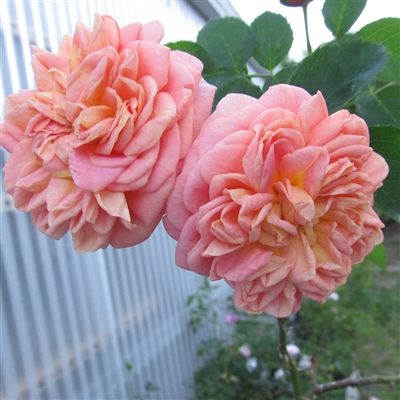 Alchymist roses