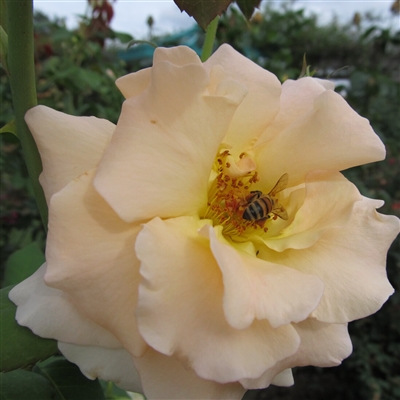 Apricot Nectar Roses