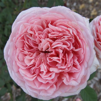 AUScot Roses