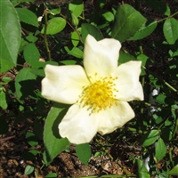 Bermuda Yellow Mutabilis Roses