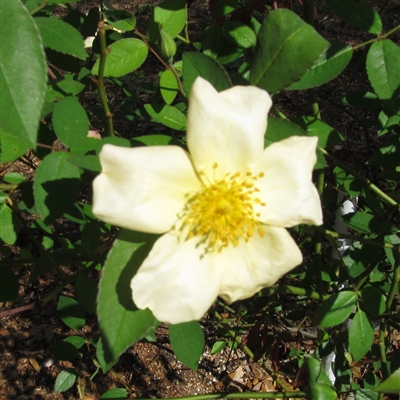 Bermuda Yellow Mutabilis Roses