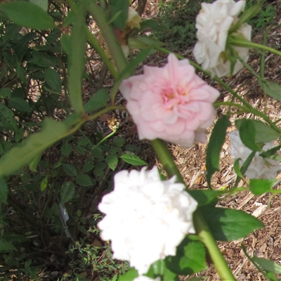 Bloomfield Abundance roses