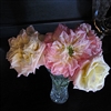Blumenschmidt Thornless Tea Rose