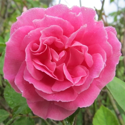 Carnation roses