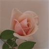 Catherine Mermet Roses