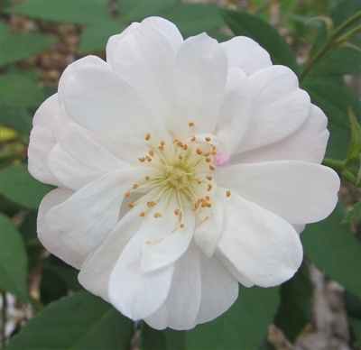 Champneys' Pink Cluster roses