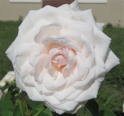 Clotilde Soupert roses
