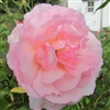 Duchesse de Brabant roses