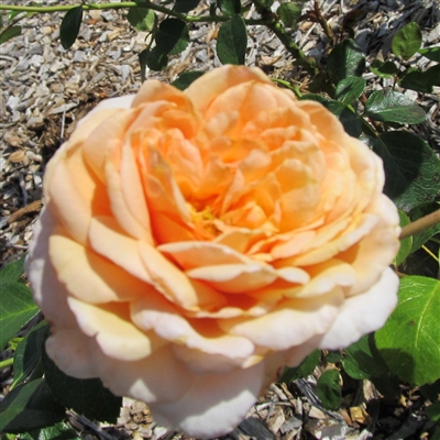 Elizabeth Stuart roses