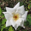 Fortune's Five-Colored Rose