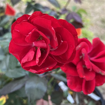 Fragrant Cloud roses