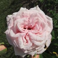Frederic Mistral Roses