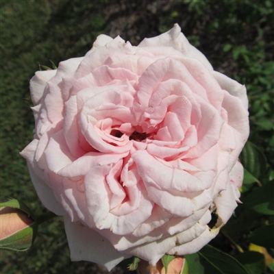 Frederic Mistral Roses