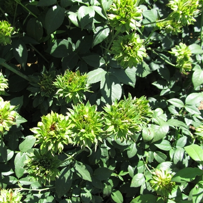 Green Rose roses