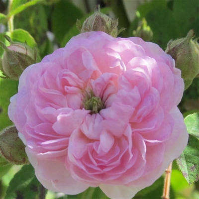 Hawaii Volcanoes roses