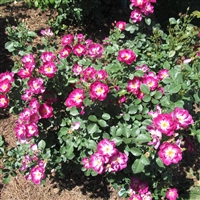 International Herald Tribune rose plants