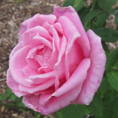 Jadis roses