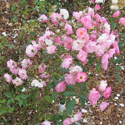 La Marne roses